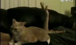 挠痒痒视频,轻松一笑，释放压力的欢乐时光